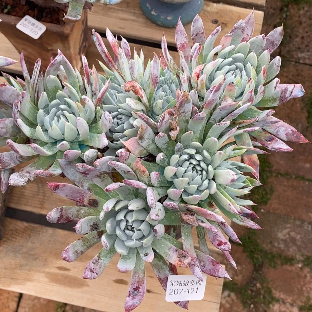 121号法瑞杂漂亮的