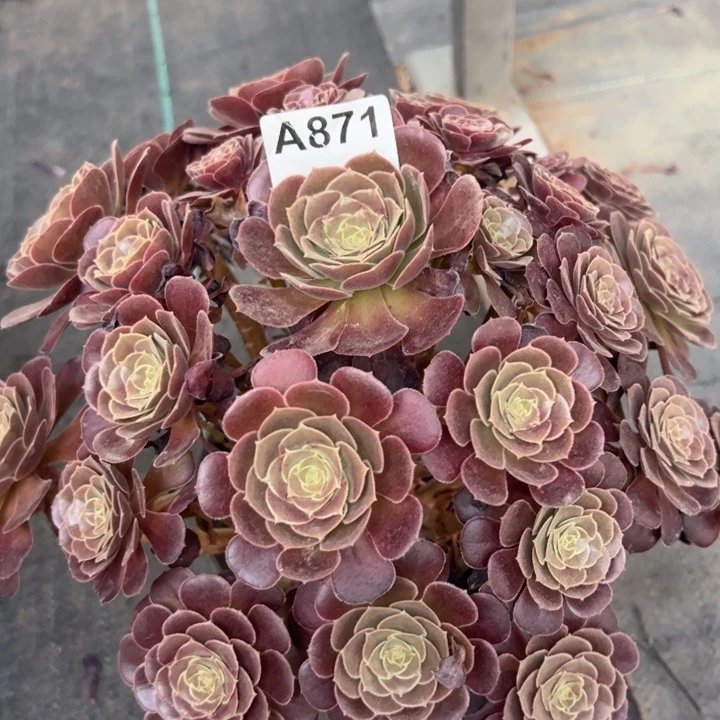 871荷兰玫瑰30厘米有断枝处理