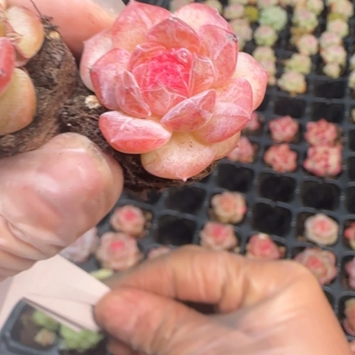 167      珍妮糖心