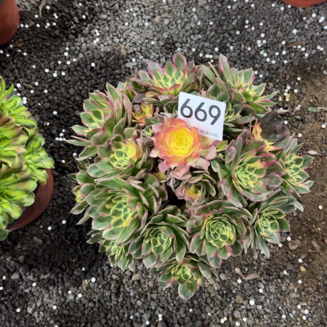 我是真的很喜欢这个