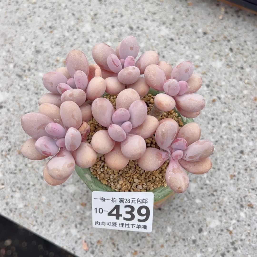 桃蛋多肉多肉多肉多肉多肉多肉多肉
