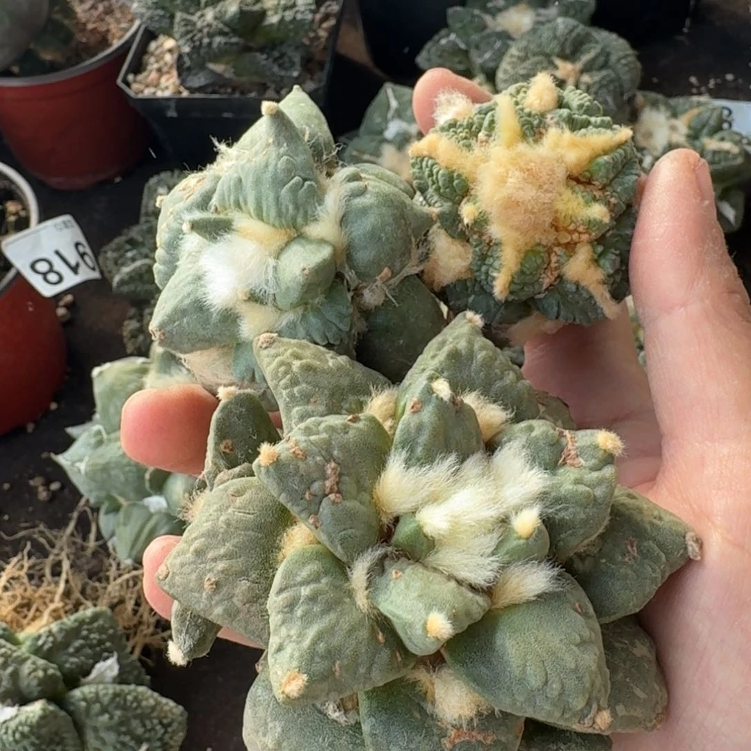 【闪购商品】三颗福利牡丹