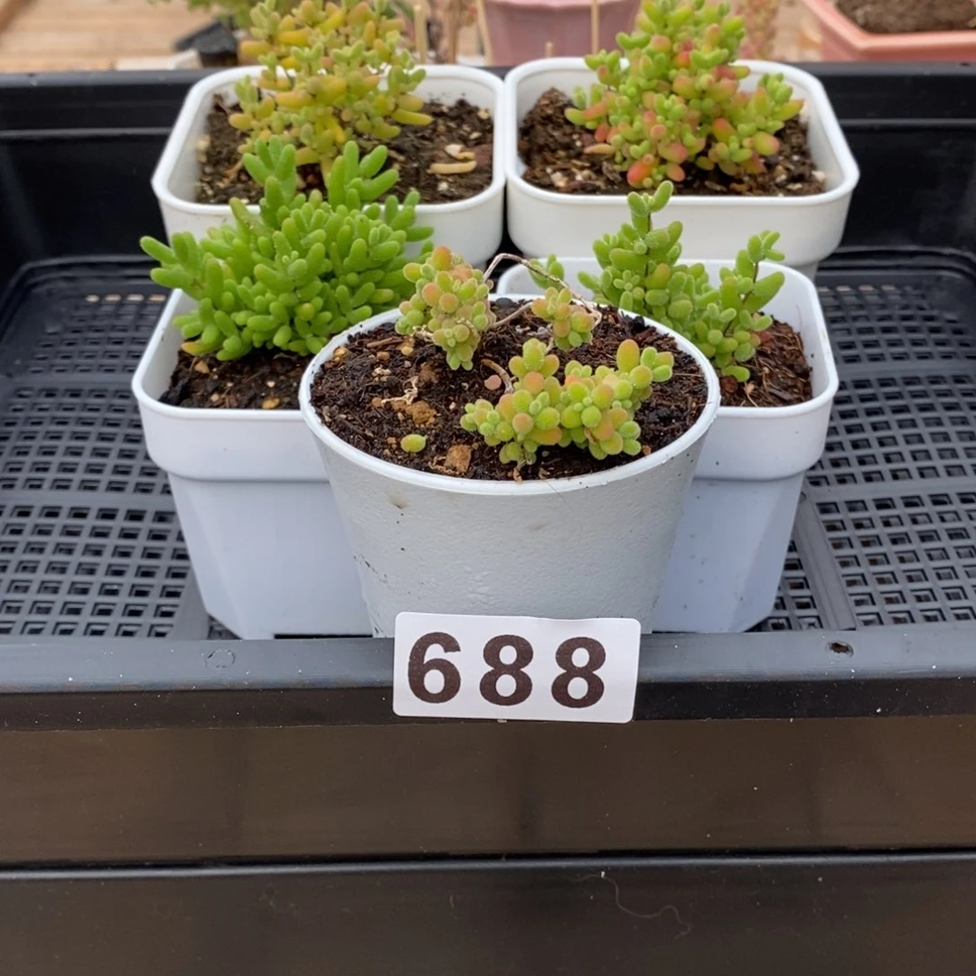 枝干番杏多肉植物688