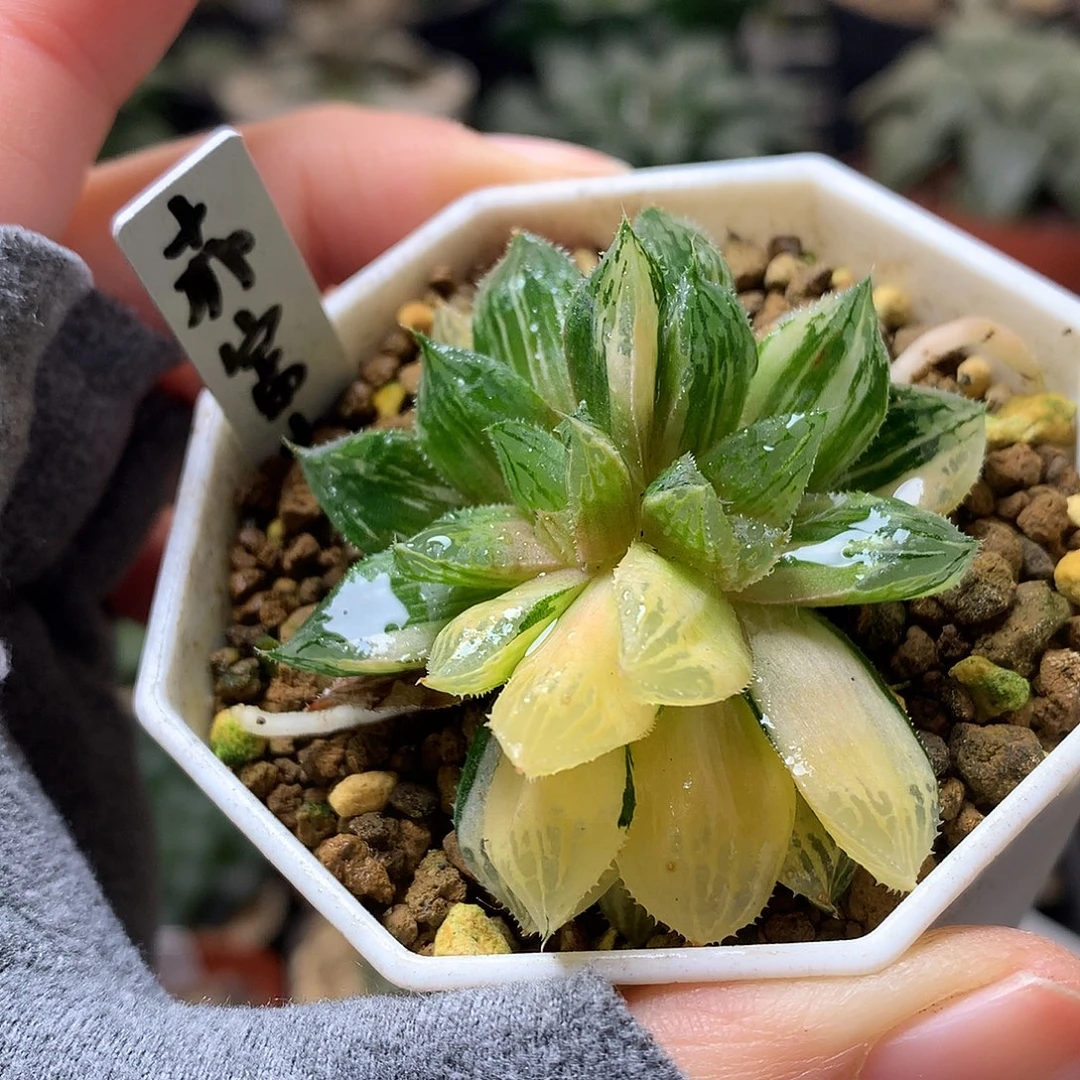 赤富士锦带盆土发货tunmo