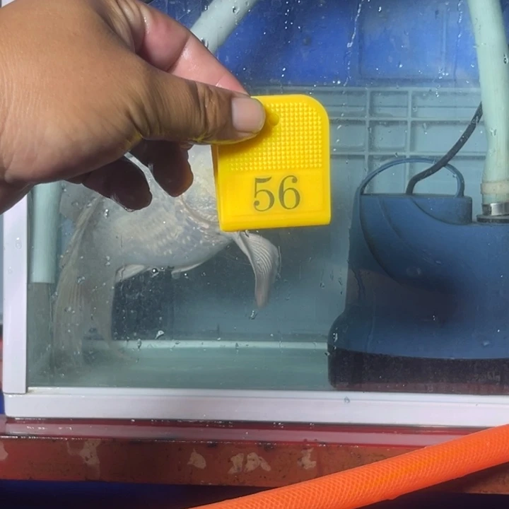 锦鲤淡水养殖基地