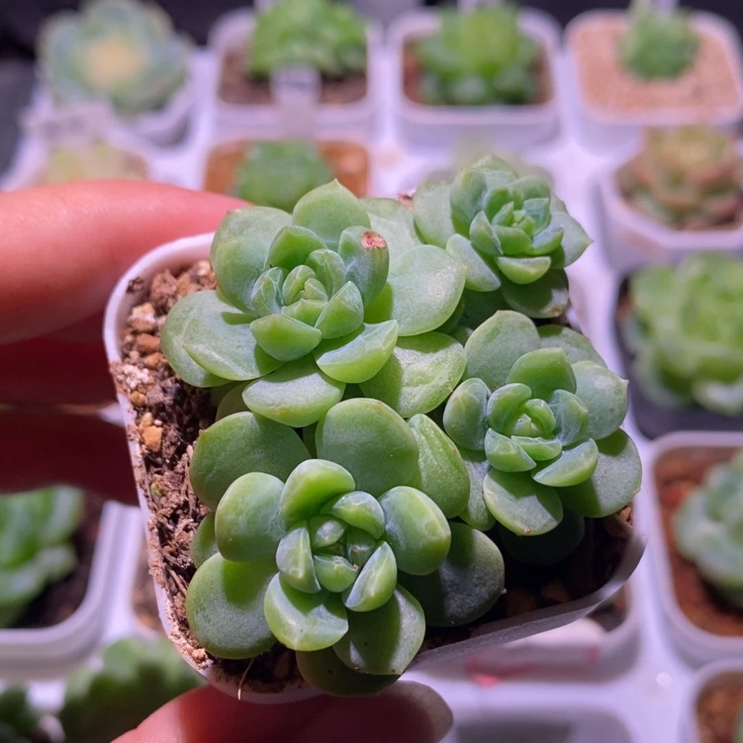 璃月多肉，多肉植物