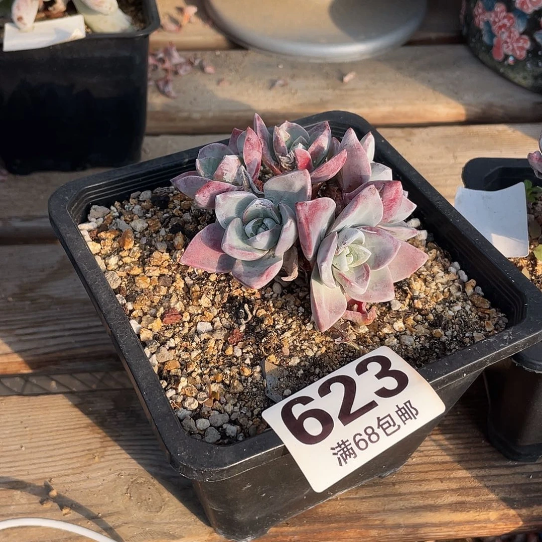 晨溪园艺仙女杯呀