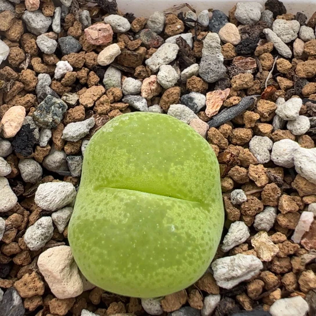 猴脸翠光母本带盆多肉