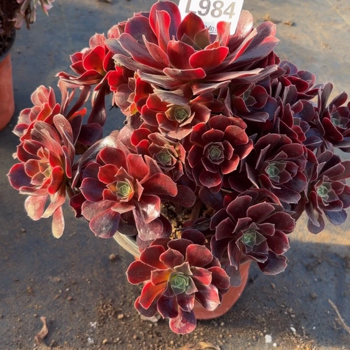 瑞妈多肉园艺984-