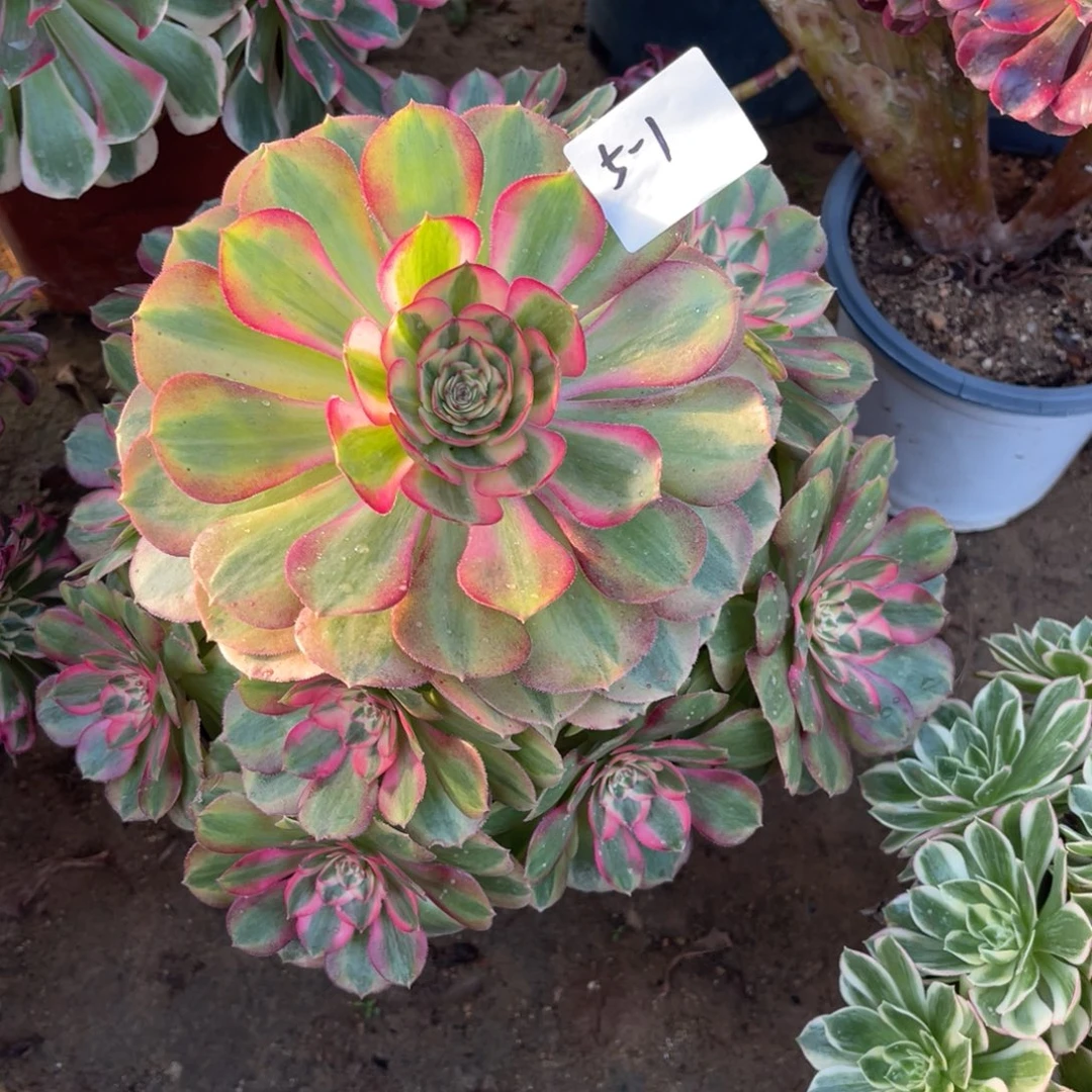 12-5-1玉姿法师锦