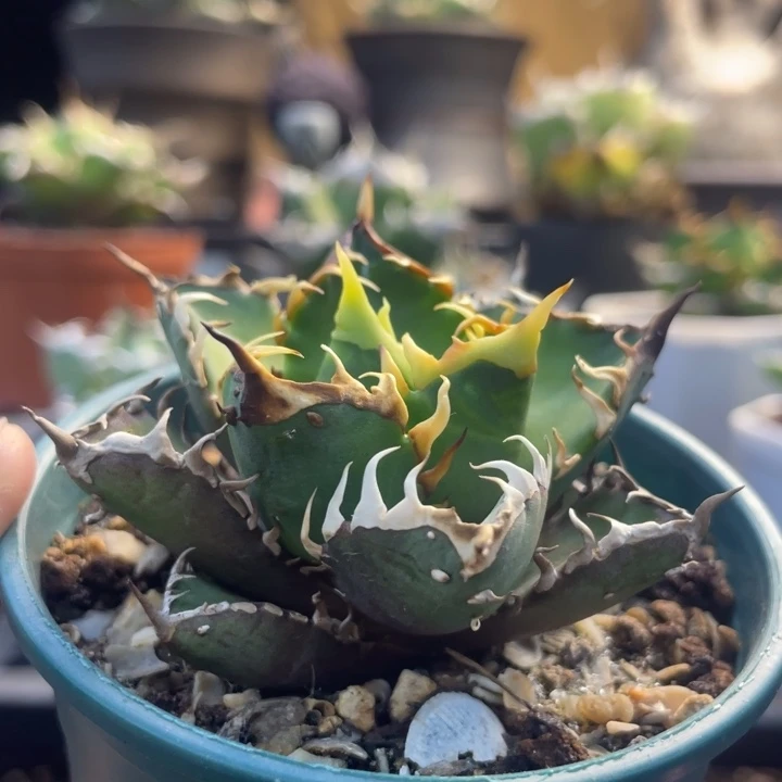 【闪购商品】灯养 红猫