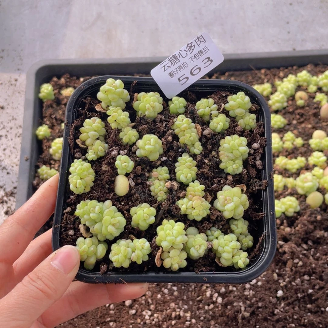 云糖心多肉植物563