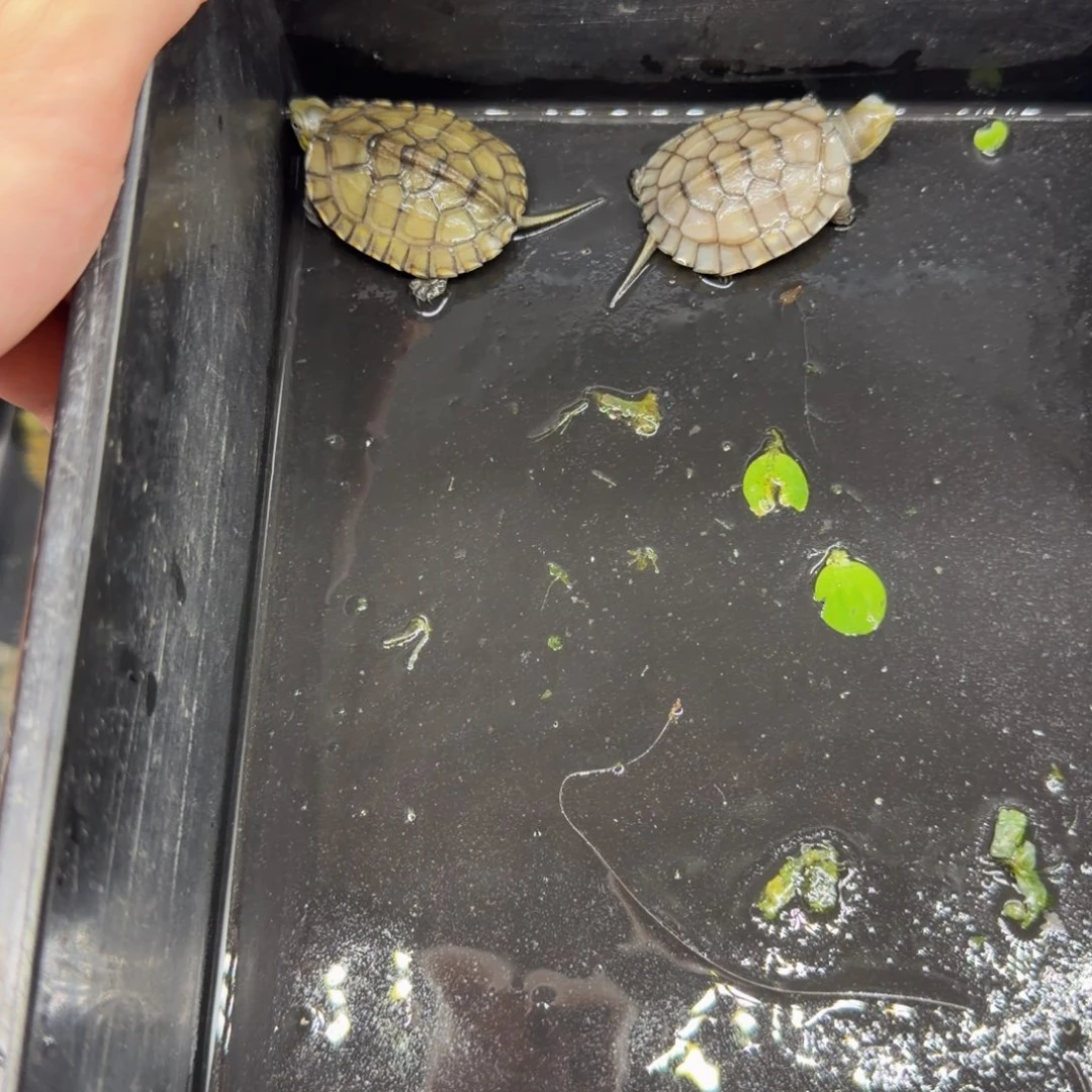 不分公母宠物龟小青