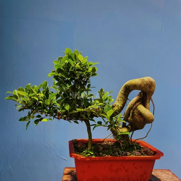 提根怪桩小叶白皮榕树盆景