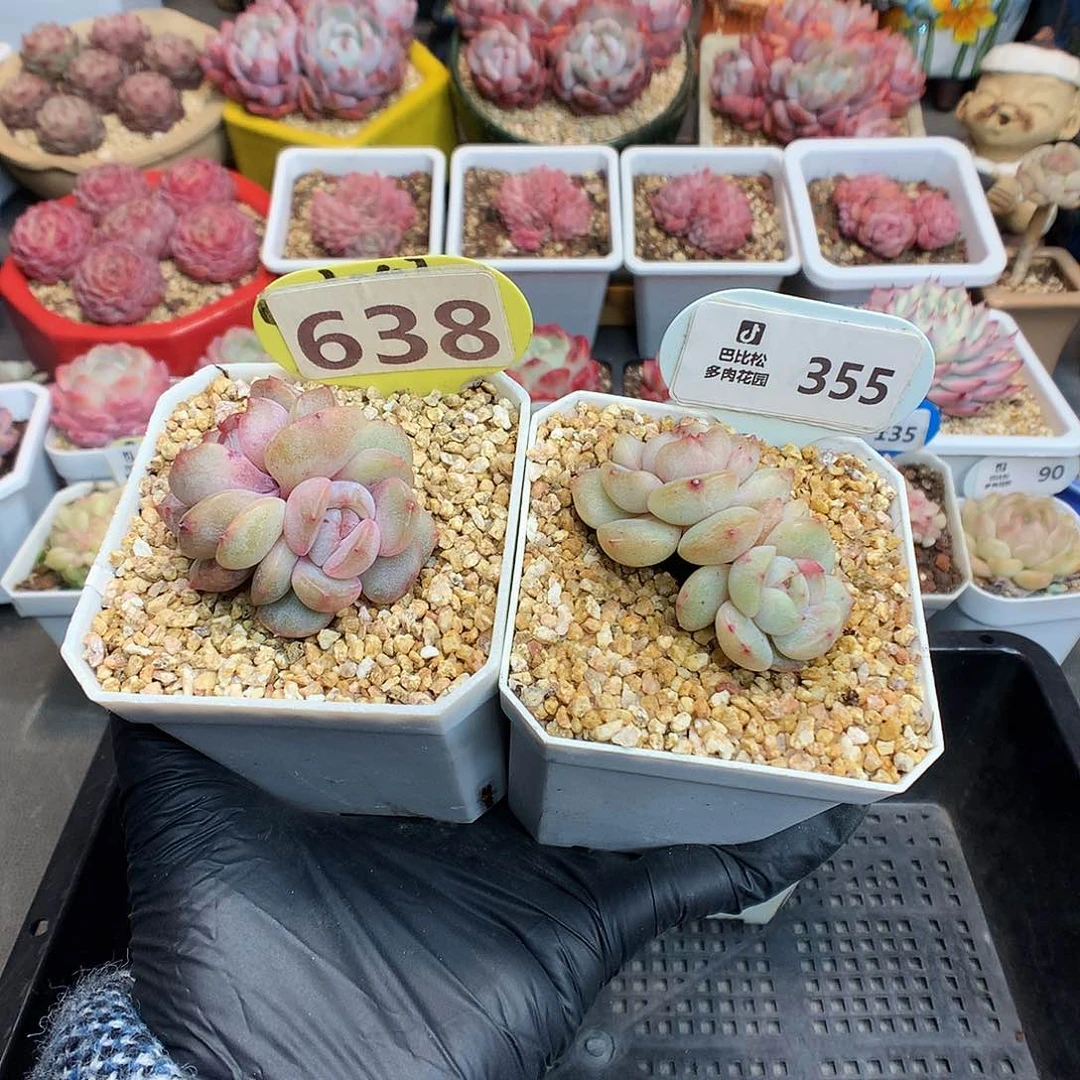 ?***×638-355 红恋石化两个多肉