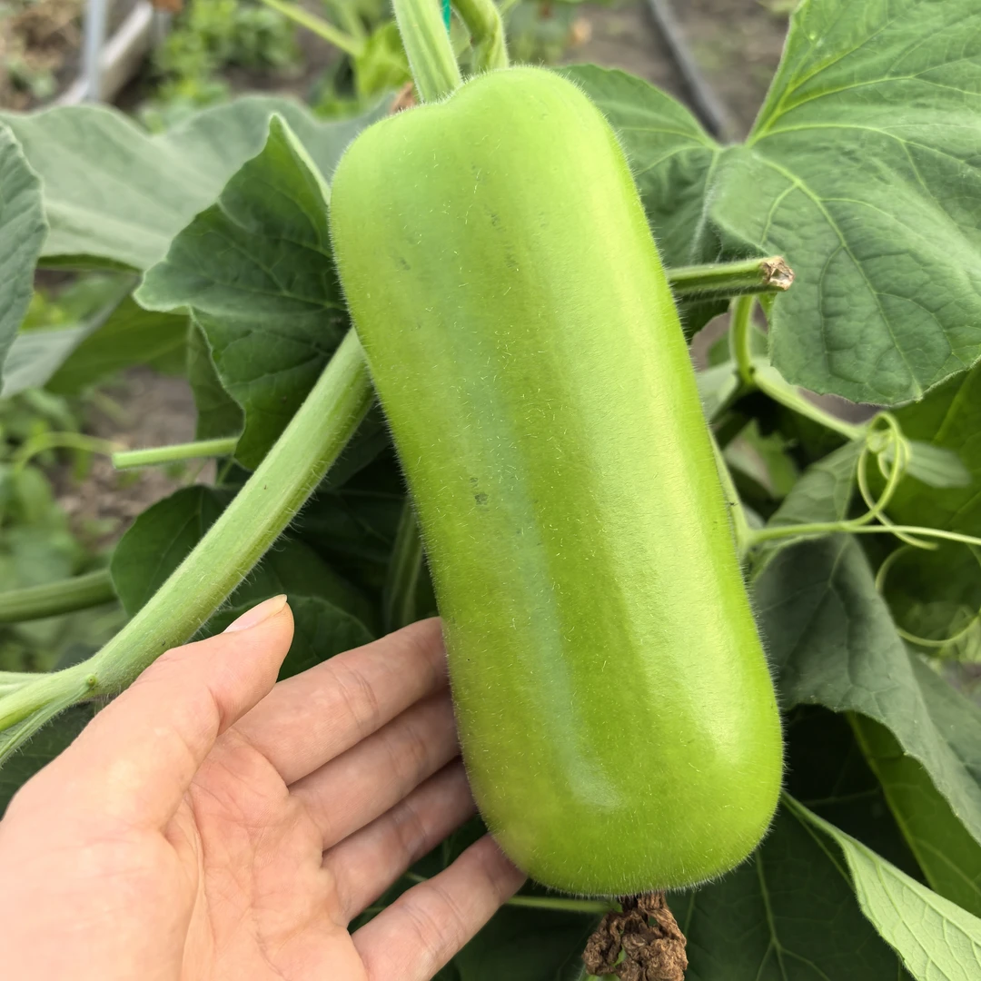 桃云农家菜耐热水瓜瓠子瓜短瓠瓜蒲瓜菜葫芦春夏秋新鲜蔬菜