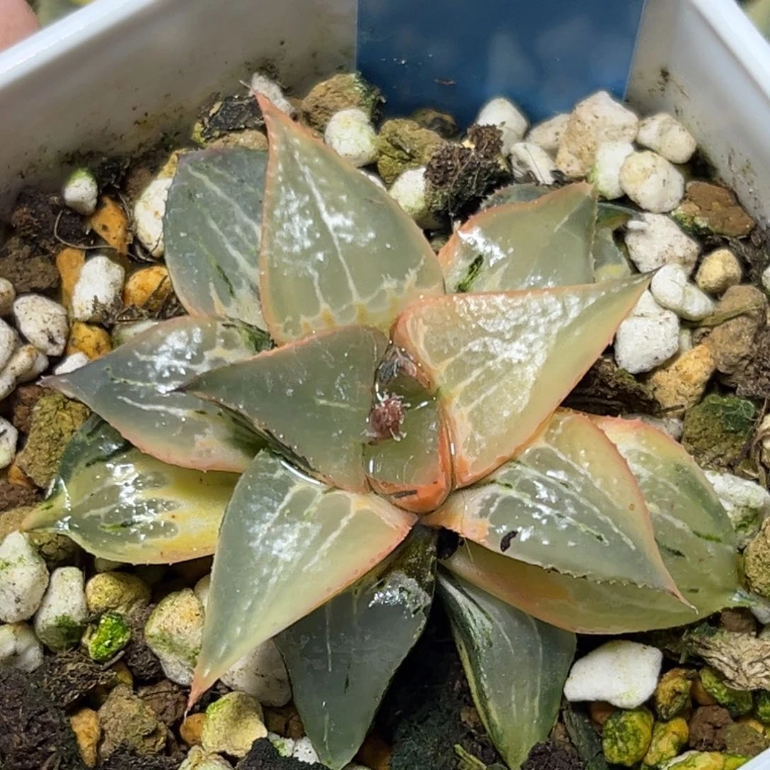 恭喜发财大吉大利782