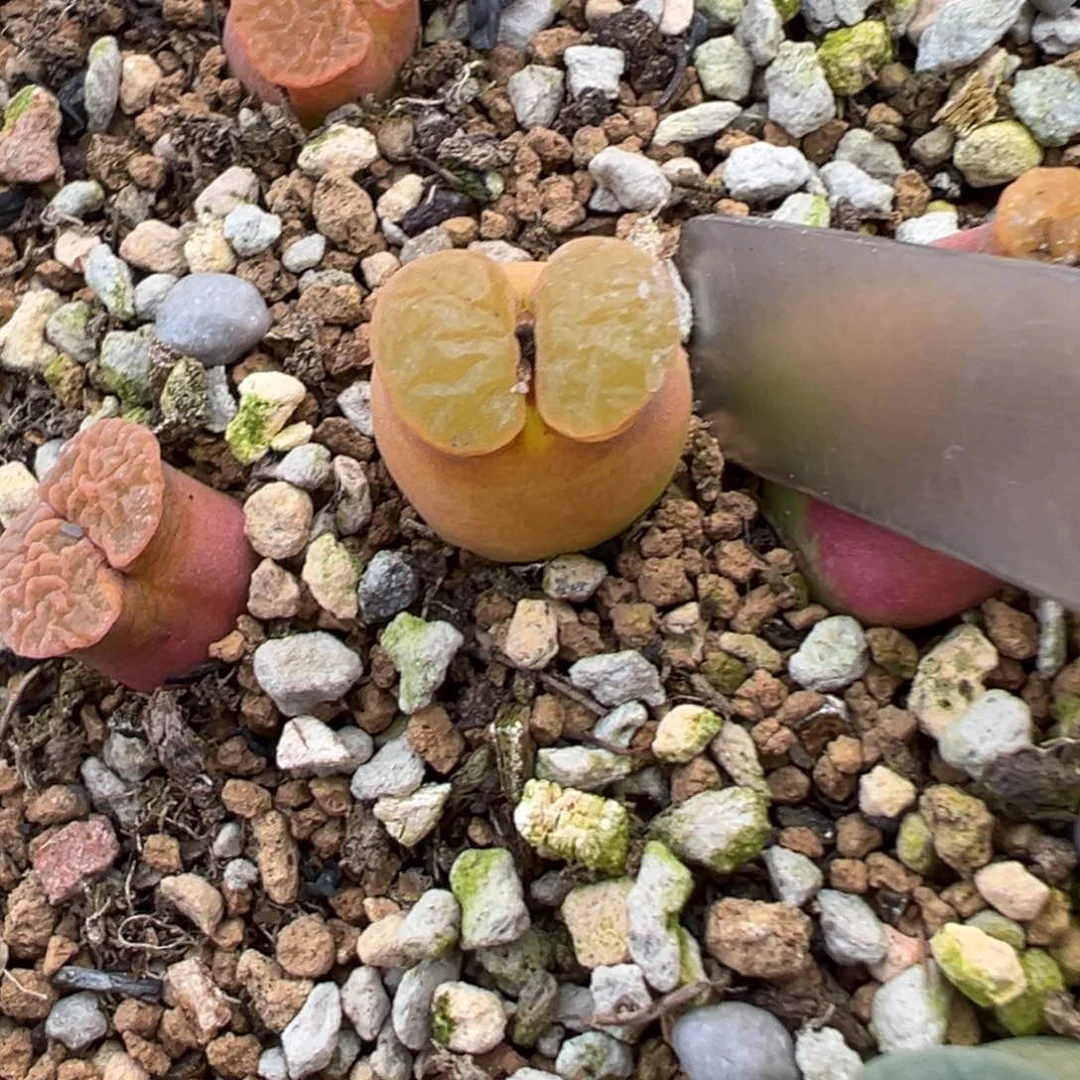大肚子磁铁 肉锥植物