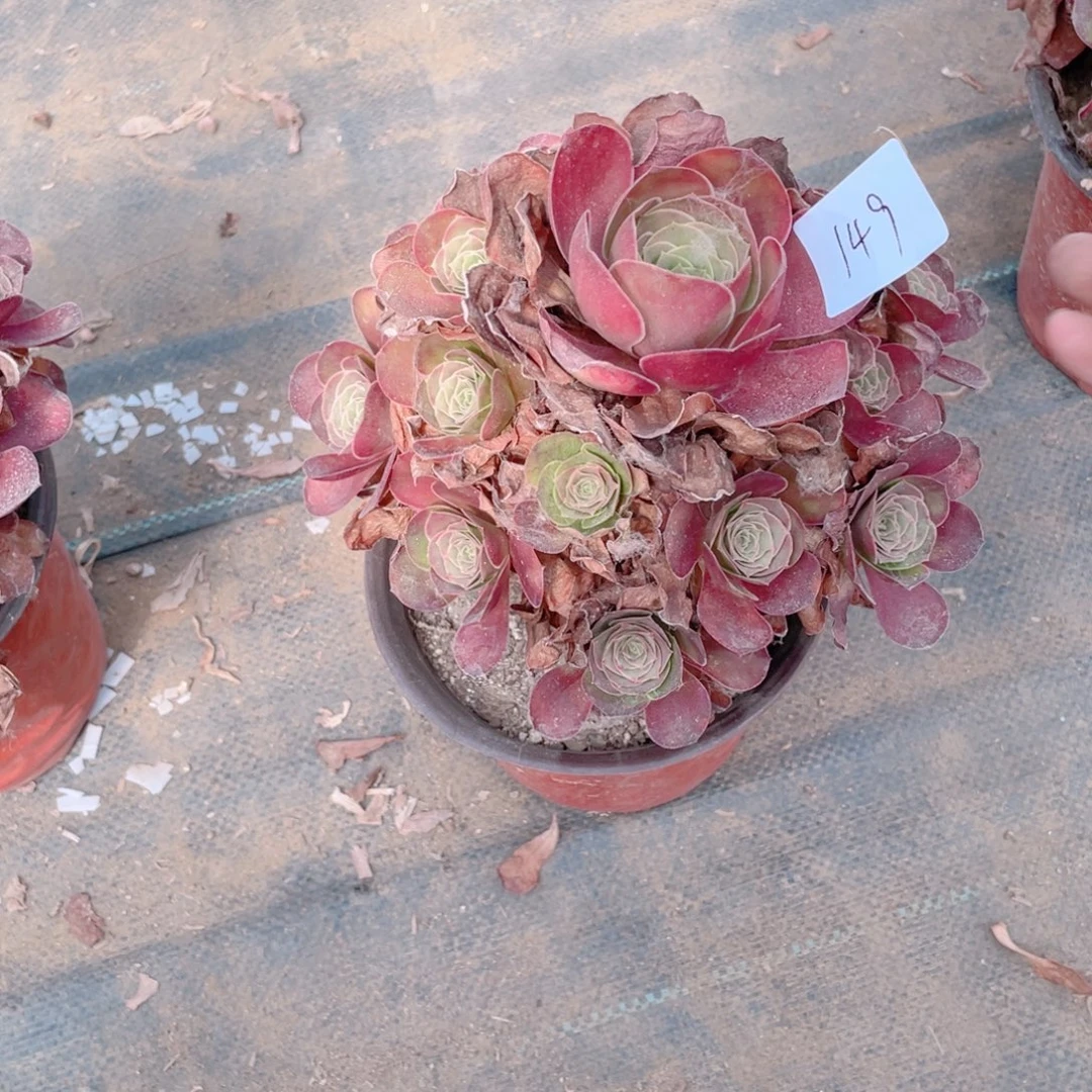 149魅金法师多肉断枝不包