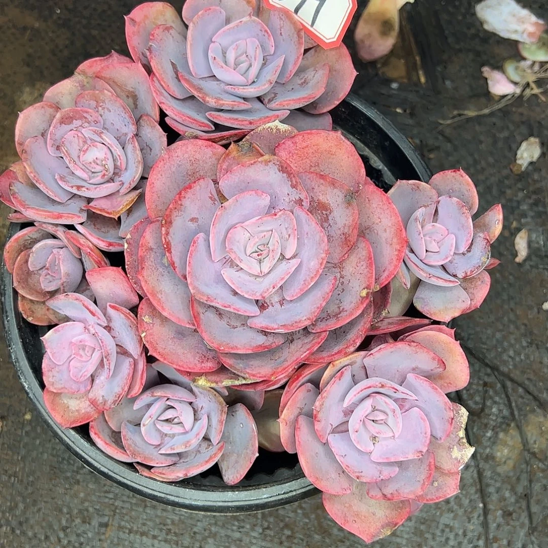 279号尘埃玫瑰，一物一拍