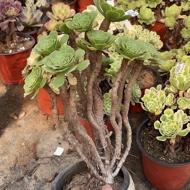 201绿羊绒多肉植物法师