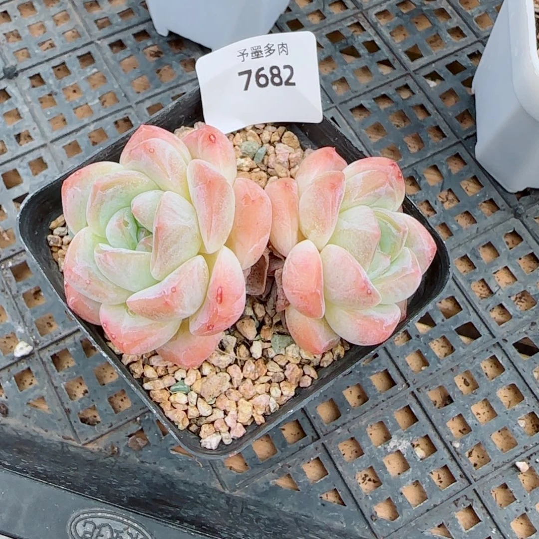 厚梦无砍，7682多肉植物