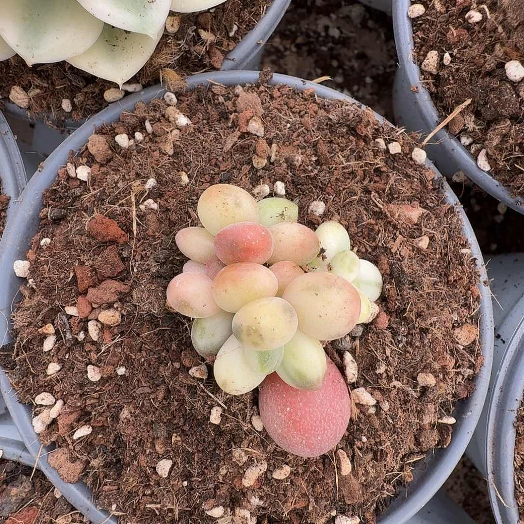 糖果美人1111224-306