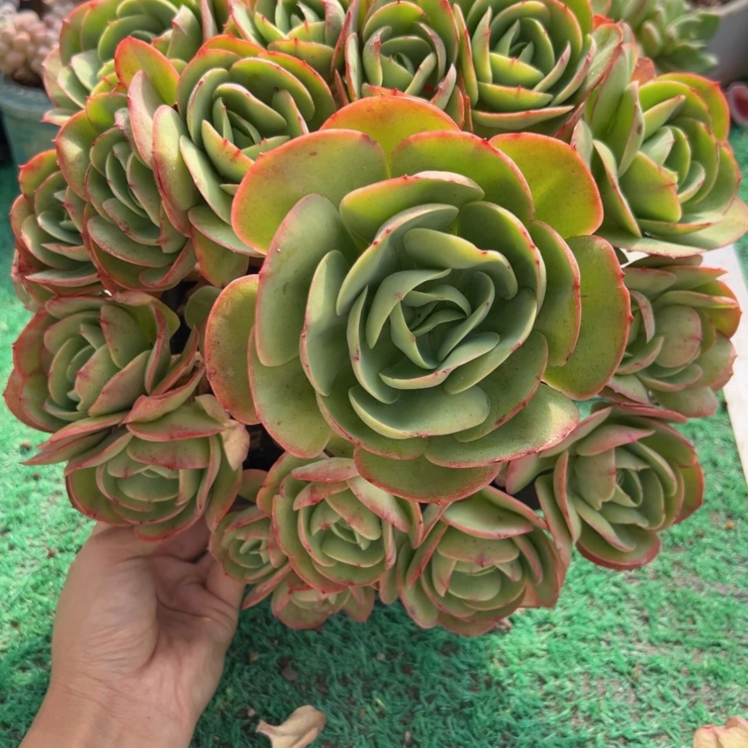 表妹精品多肉植物464.