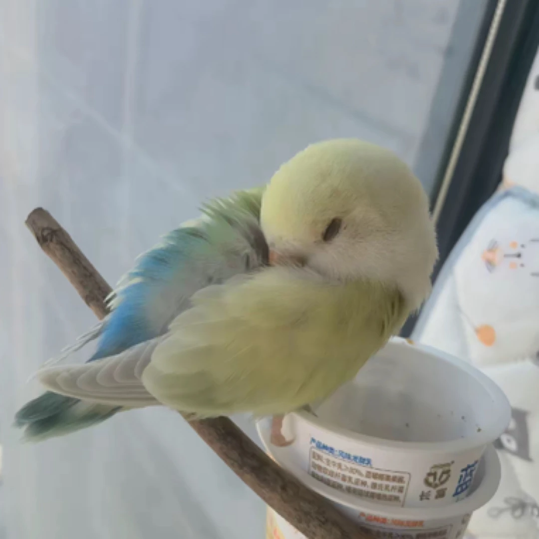 亲人牡丹鹦鹉活体链接“私拍不发”无开箱视频不售后