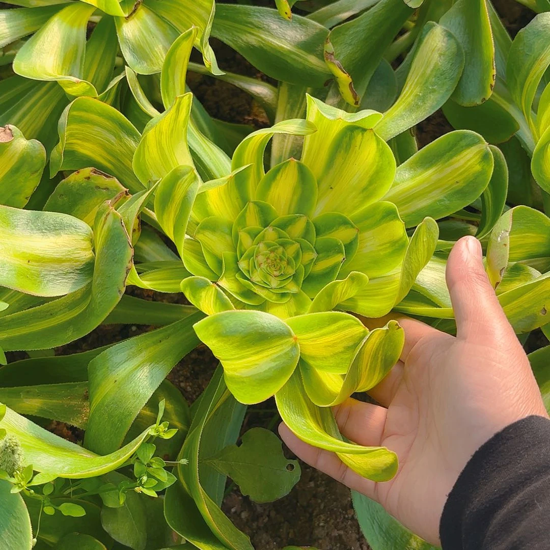 暴君宽锦多肉植物