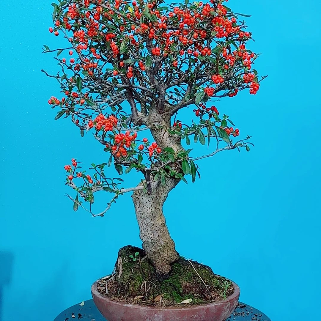 R***e无花朵火棘吉祥果大盆栽