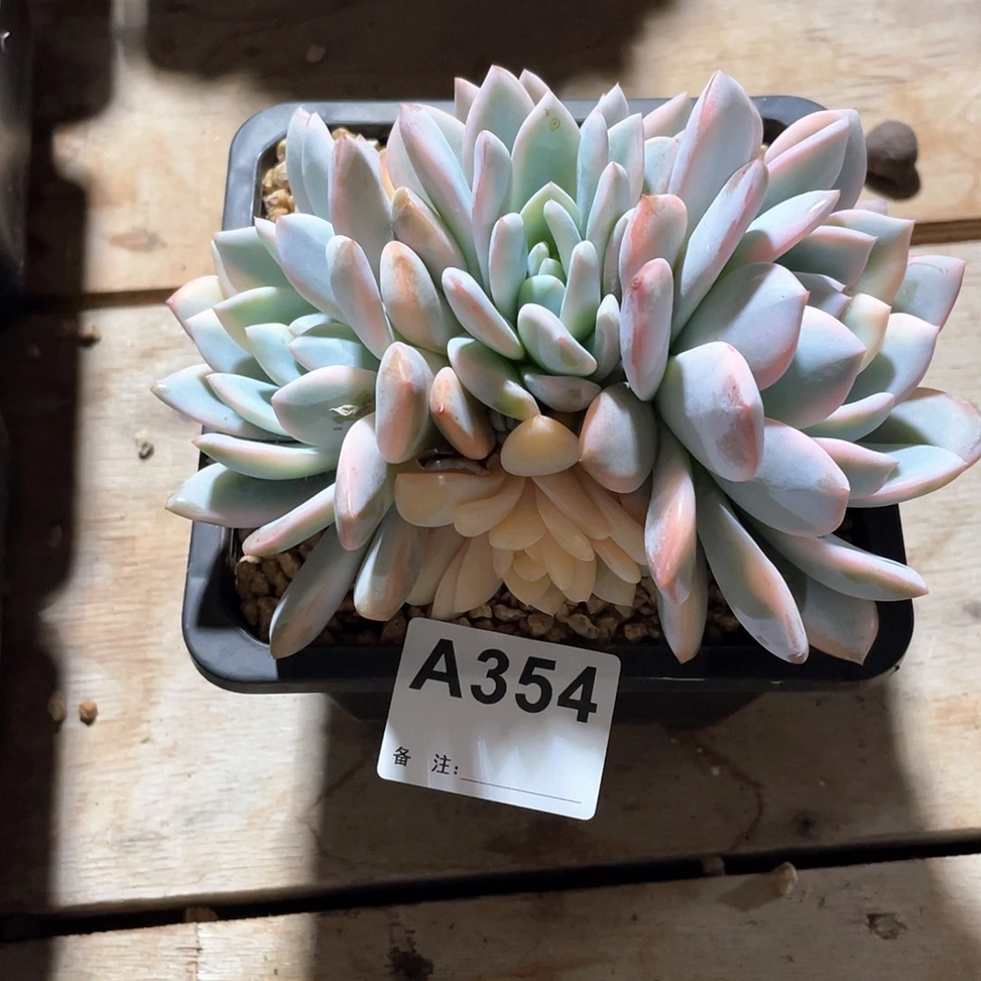 H***欢354多肉植物多肉植物