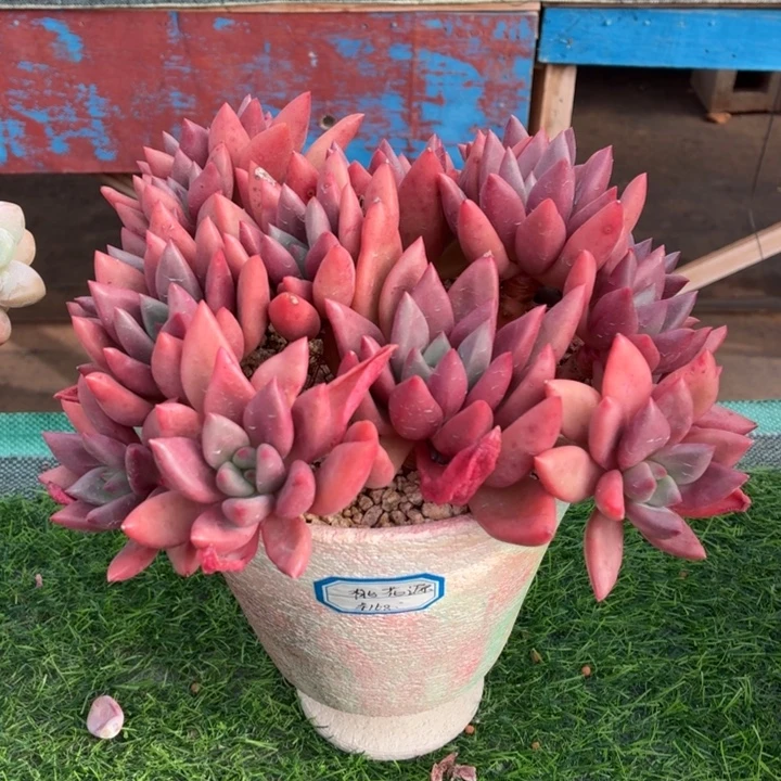 多肉植物桃花源-4