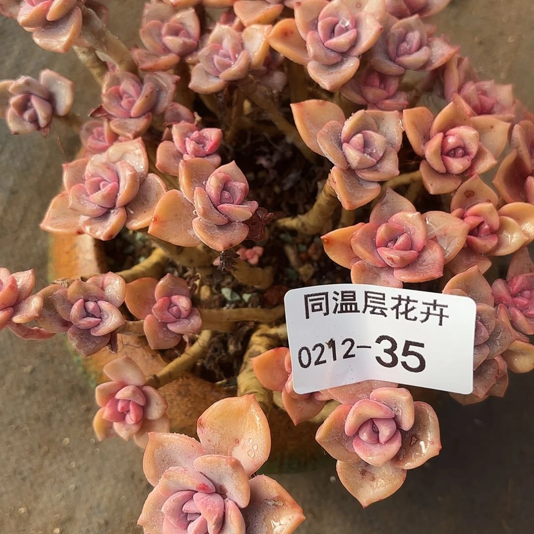 圆**圆同温层多肉35彩虹糖