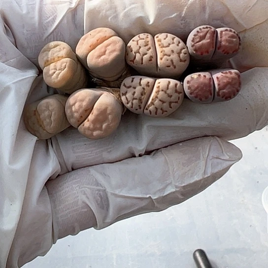 2233.清货111111111111生石花