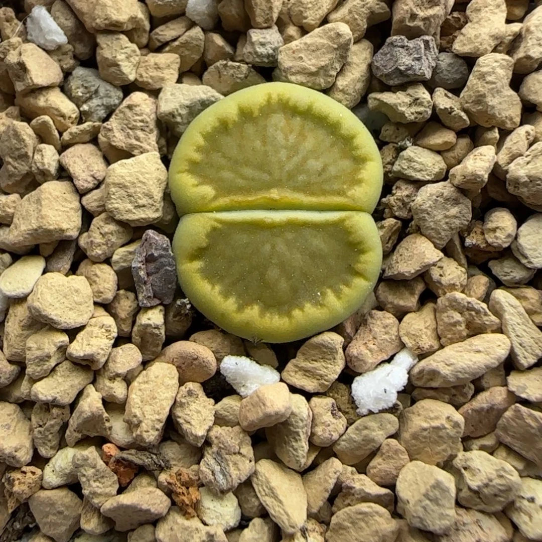 213 生石花大棚直播