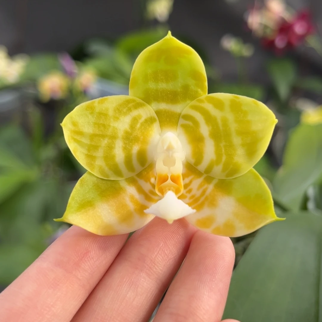 完全开放陶瓷杯弥陀反射王开花株