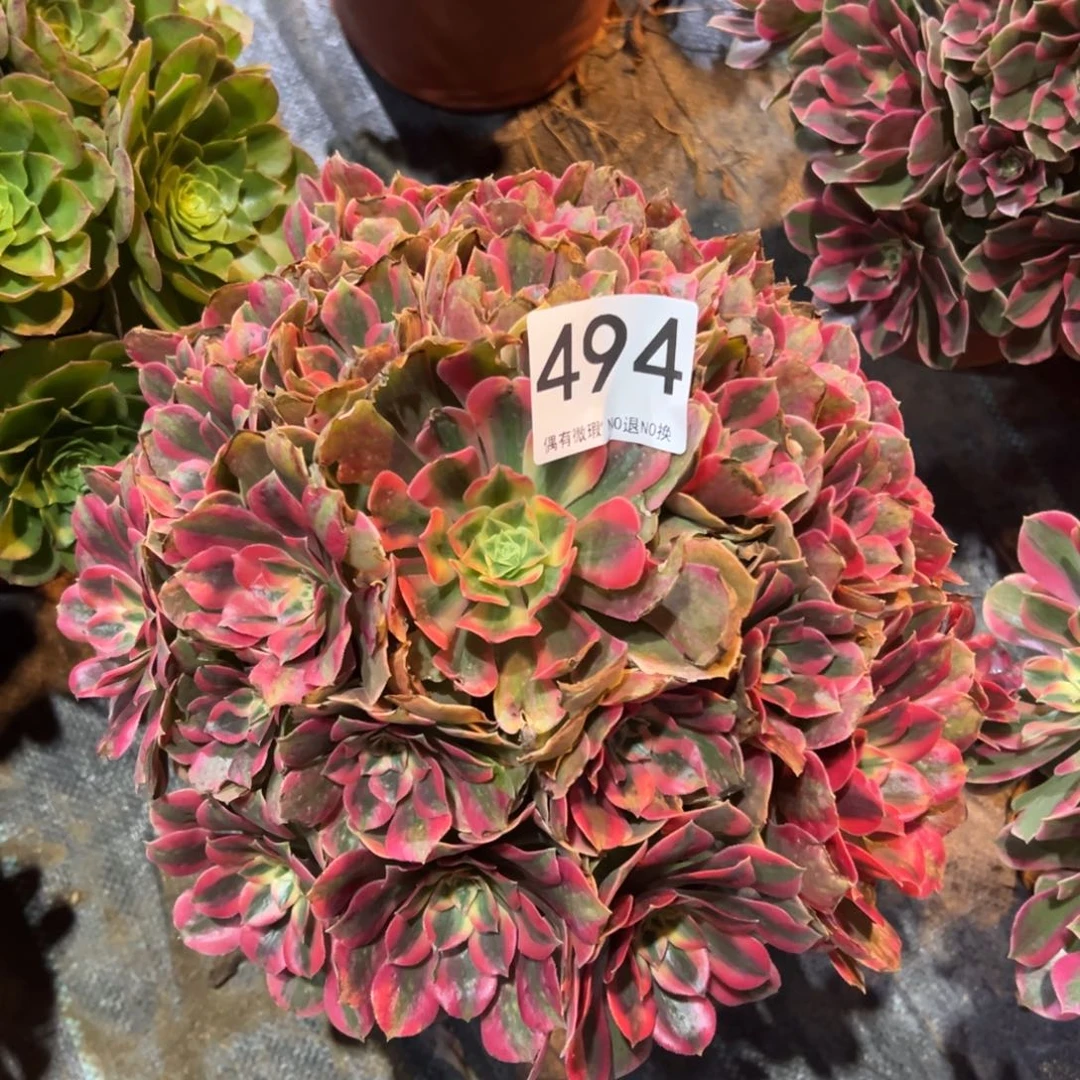 我是真的很喜欢这个