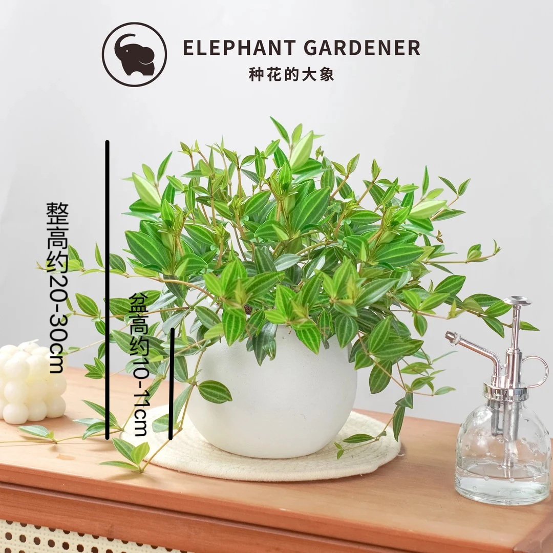 钻石翡翠盆栽客厅室内吊兰藤类绿植四季好养活常绿净化空气植物