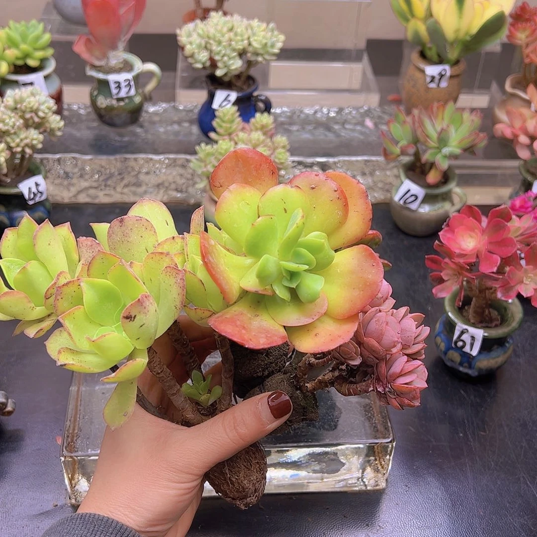 ?*.花钱花钱花钱花钱