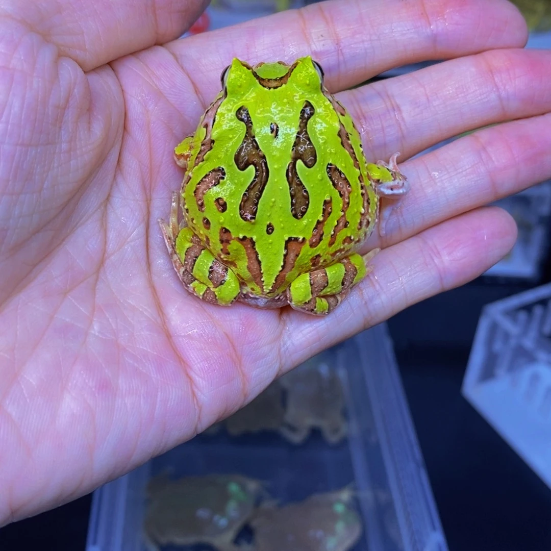 角蛙两连纹绿色蝴蝶角蛙一只