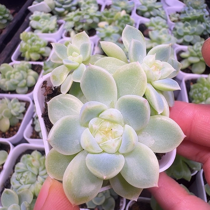 财富密码暴富三头福利