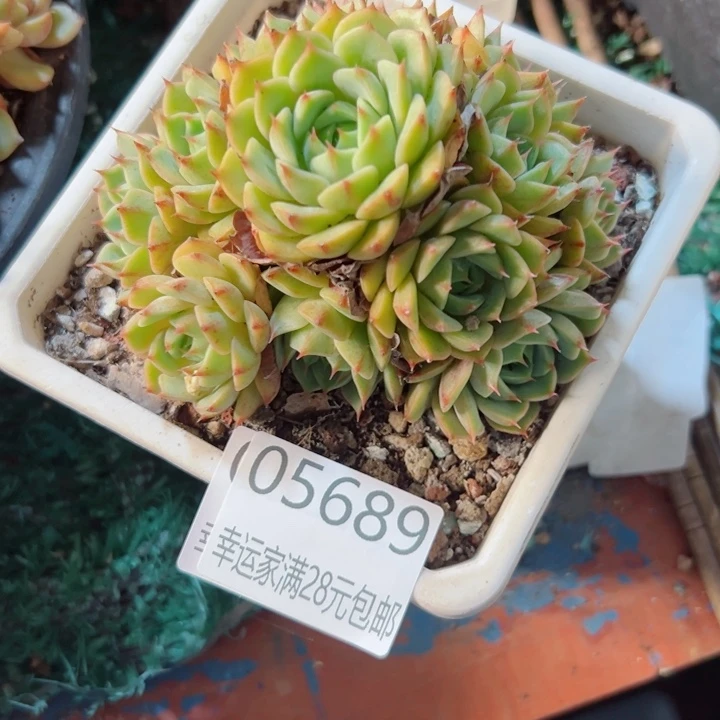 幸运儿的一个好消息就是你
