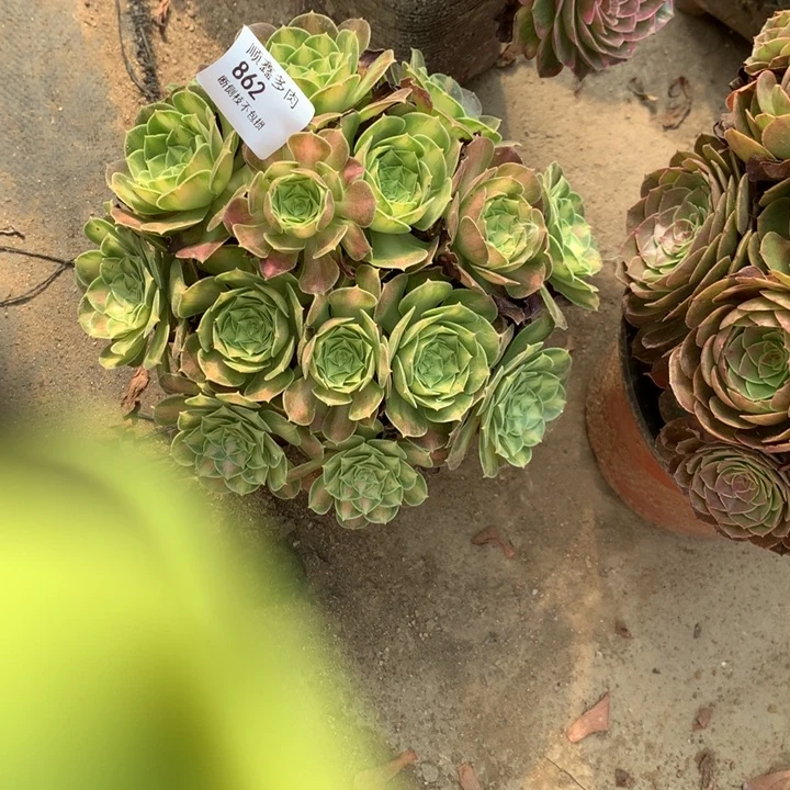 862韶华多肉特价不售后