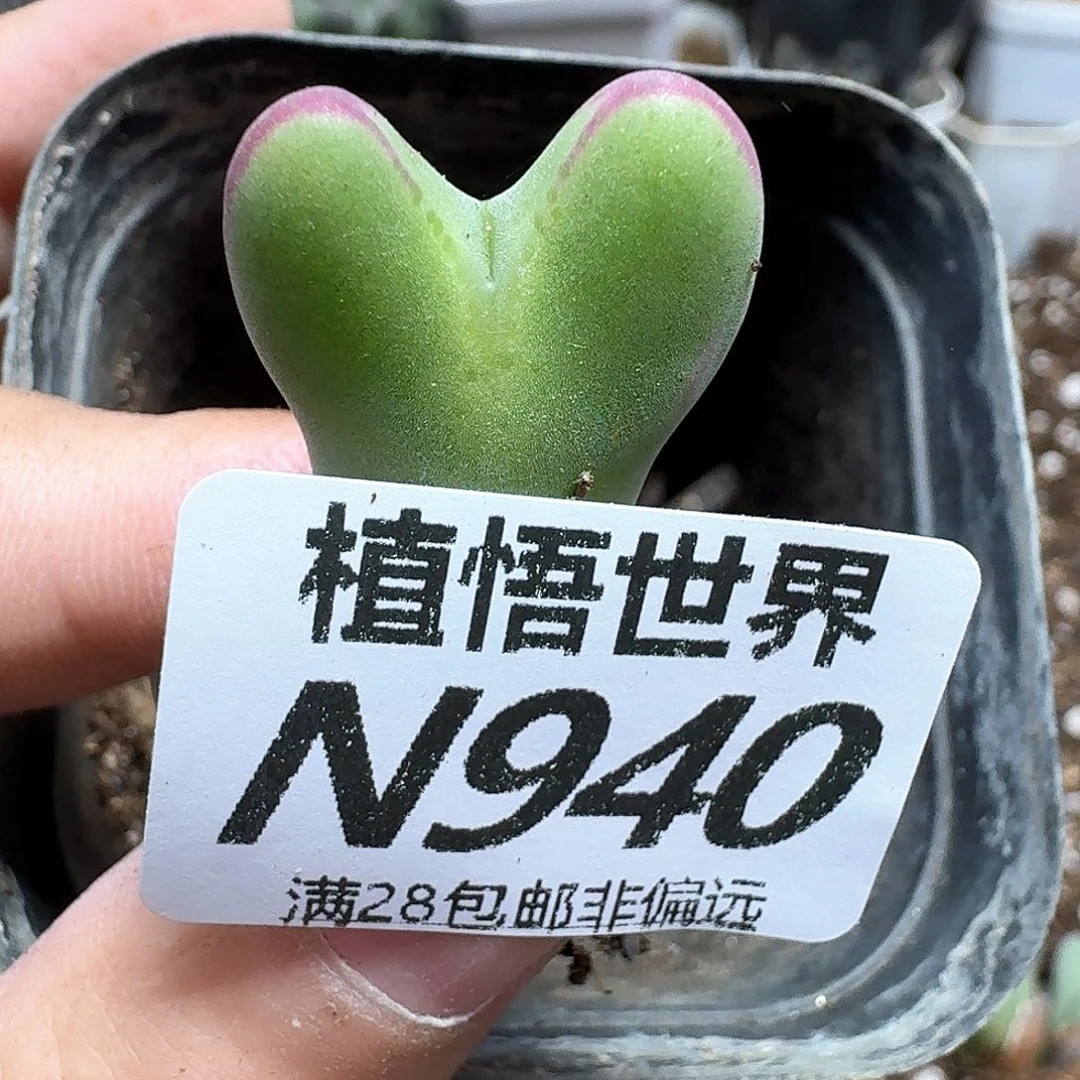 多肉植物的润泽吃vbj