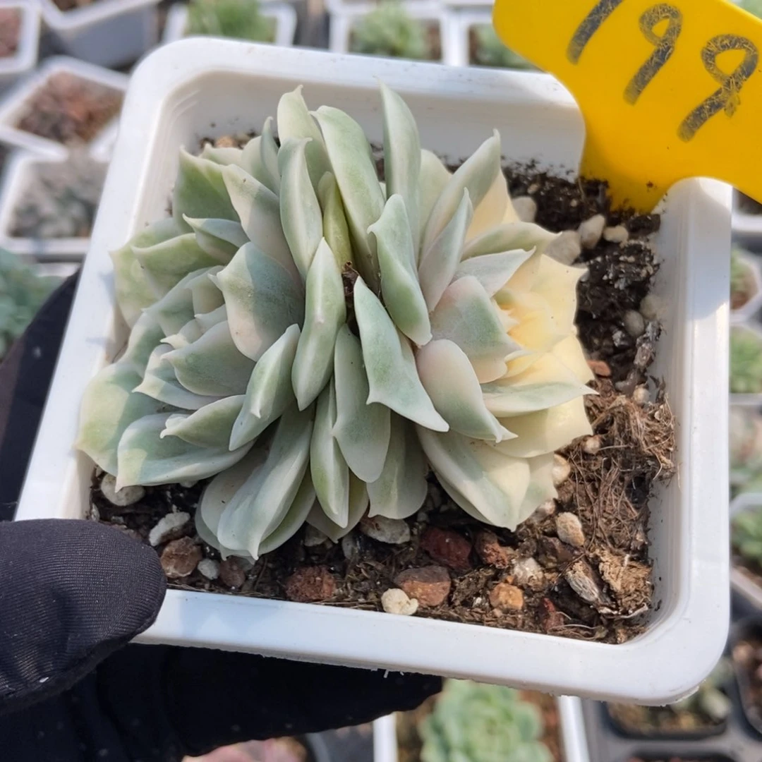 799昂锦多肉植物保护