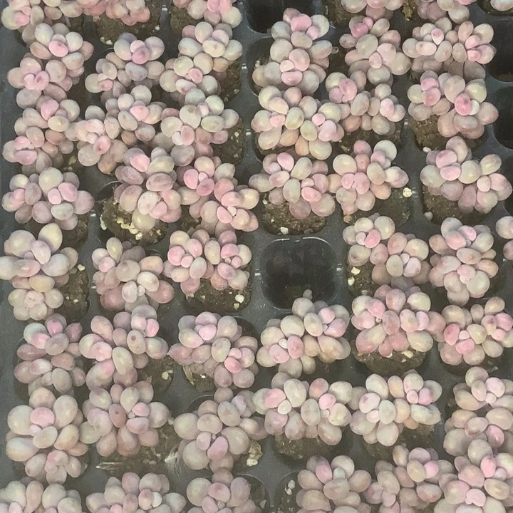 桃蛋双。拍5发7颗。（满9.99包邮不满9.98发叶子）