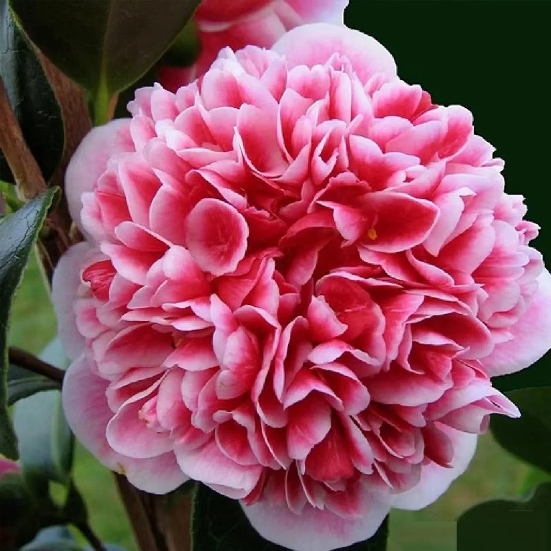 【一物一拍】山茶花茶花绿植盆栽直播间一物一选花园庭院绿植