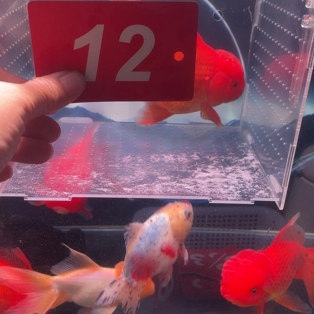 红嘴尖格鱼冷水鱼