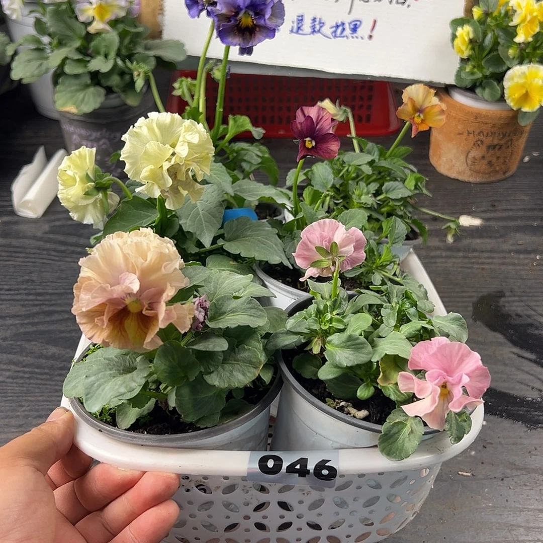 大部分花苞少量开放046号